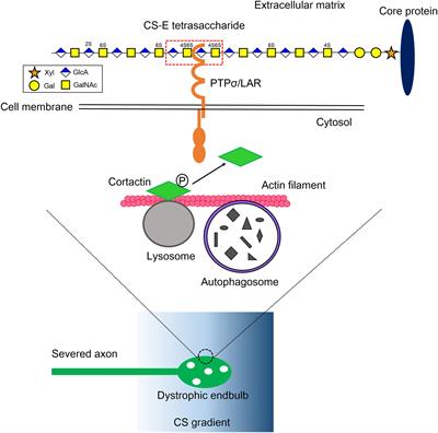 Axonal Regeneration by Glycosaminoglycan